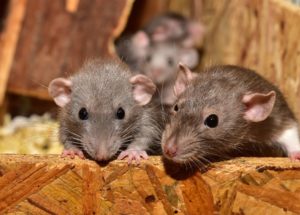 New Scientific Theory Claims the COVID-19 Omicron Variant May Have Originated in Rodents