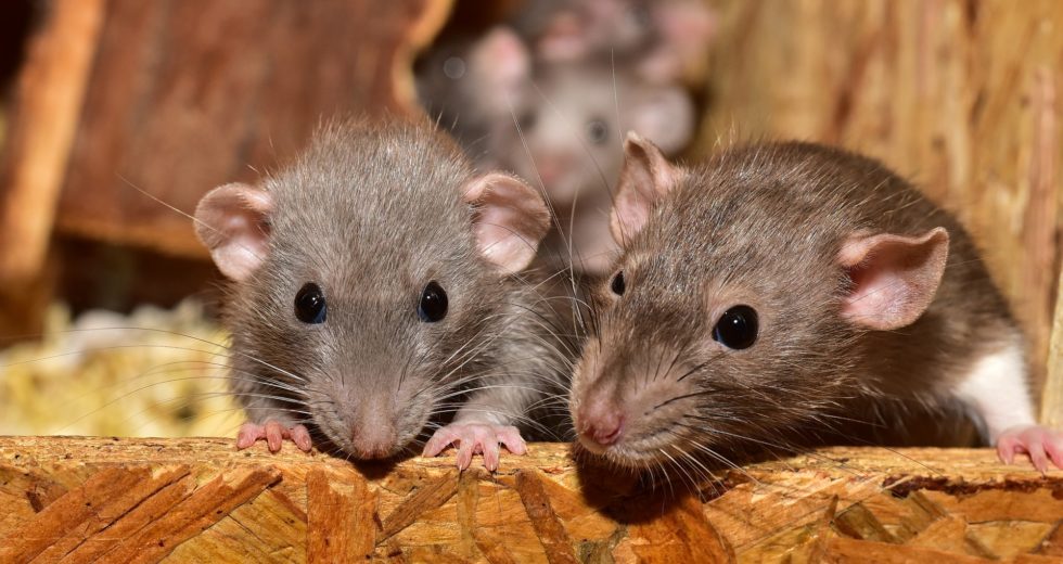 New Scientific Theory Claims the COVID-19 Omicron Variant May Have Originated in Rodents
