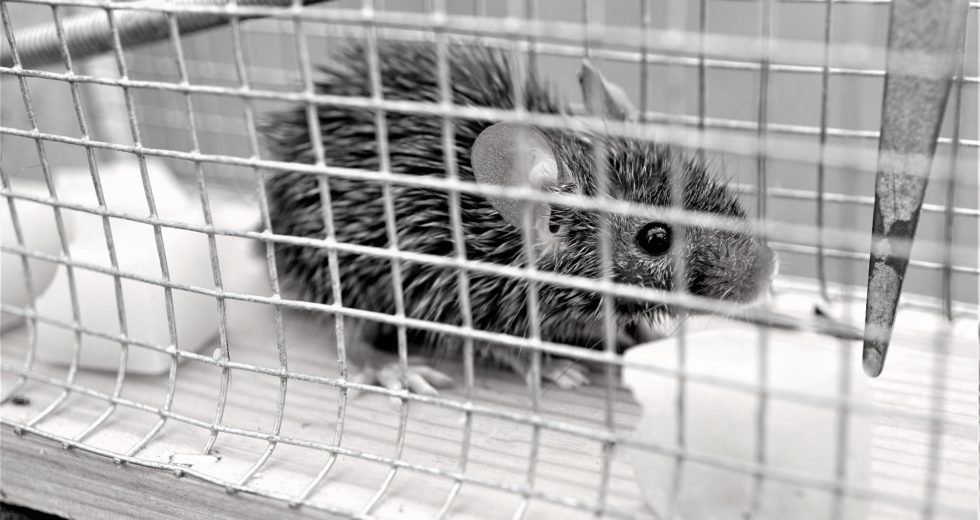 Following A High-fat Diet, The Brains Of Rats Lose Their Capacity To Control Calorie Intake