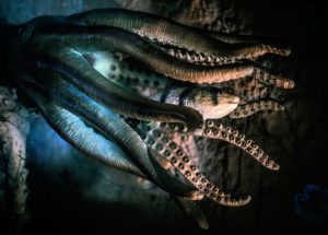 Researchers Give Octopuses MDMA For Science’s Sake