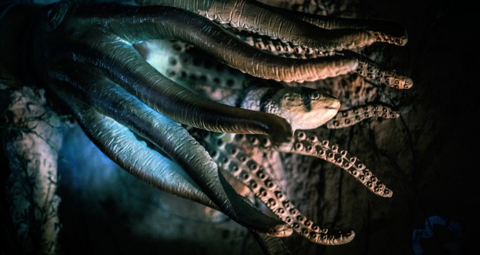 Researchers Give Octopuses MDMA For Science’s Sake