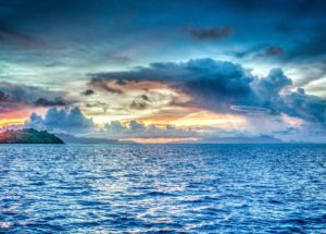 Scientists Discovered The Pollinators Of The Seas