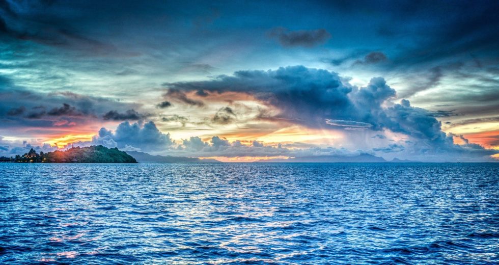 Scientists Discovered The Pollinators Of The Seas