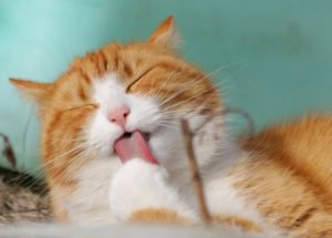 You Won’t Believe Cats’ Mysterious Behavior Towards Elon Musk’s Starlink Internet Dishes