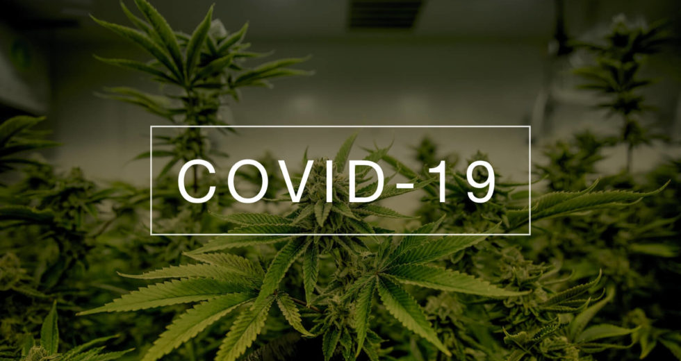 Covid Fight Winner: Cannabis Compounds Prevent Virus From Penetrating Human Cells!
