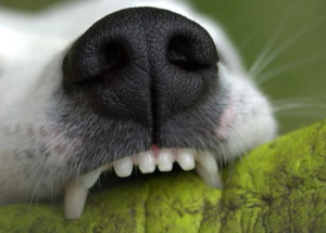 What should I do after a dog bite?