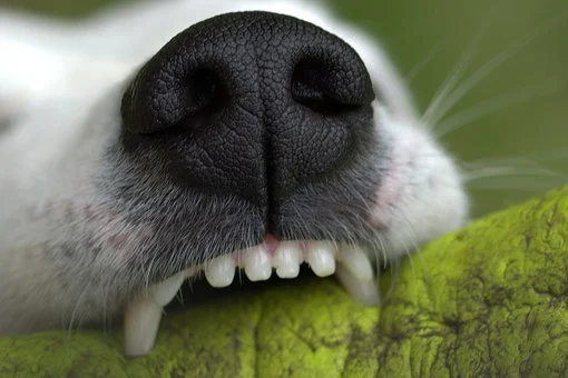 What should I do after a dog bite?