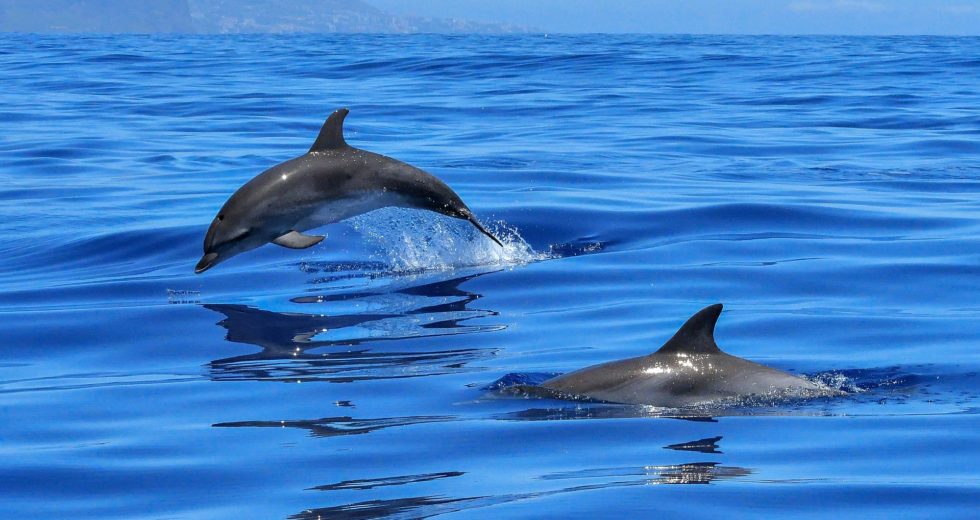 New Discovery Reveals That Female Dolphins Could Enjoy Sex