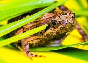 Scientists Manage to Regrow a Frogs’ Amputated Limbs