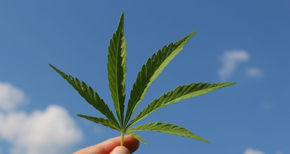 Study Finds that Cannabis Can Treat COVID-19 and Long COVID!