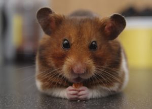 Data Suggests We Can Get COVID From Hamsters