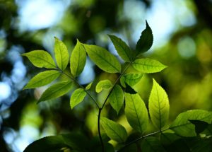 Bacterium Develops Its Own Photosynthesis Ability