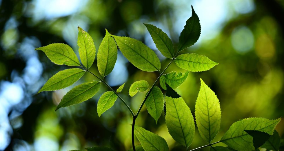 Bacterium Develops Its Own Photosynthesis Ability