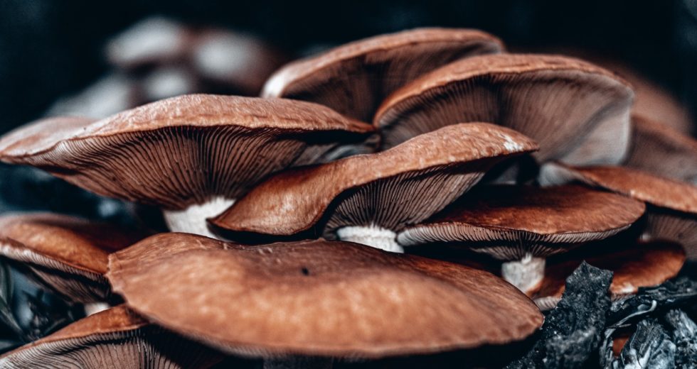 3 Functional Mushrooms that Help You Hit Your Wellness Targets
