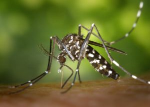 Some People Attract Mosquitoes More Than Others, Science Concludes