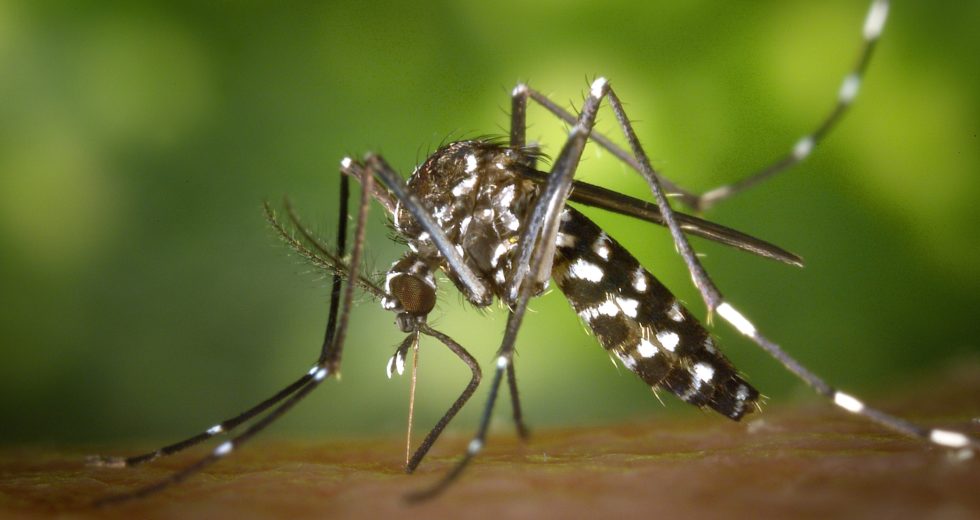 Some People Attract Mosquitoes More Than Others, Science Concludes