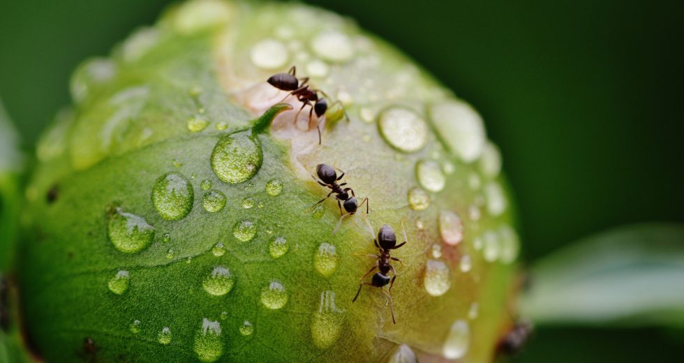 Ants Could Be Used in Detecting Cancer Cells in Humans Due to Their Advanced Sense of Smell