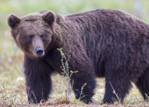 Grizzly Bear is Likely to Blame for Killing Man in Montana