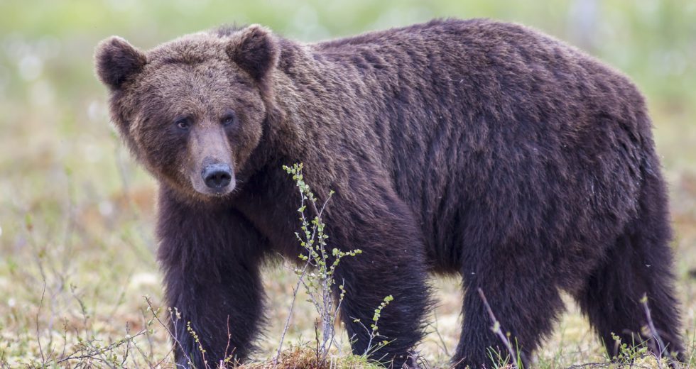 Grizzly Bear is Likely to Blame for Killing Man in Montana