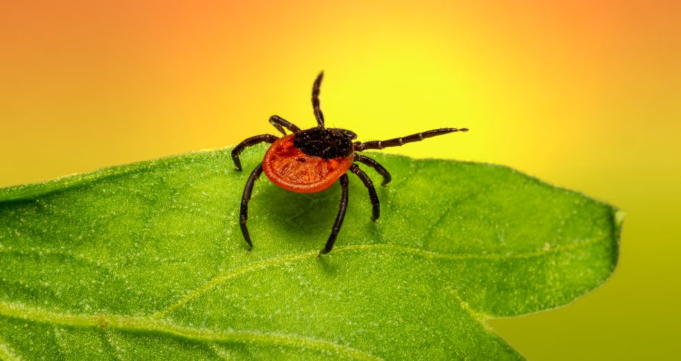 The Tick Bite Prevention That You Need To Know Before Summer