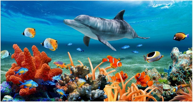 New Research Shows Dolphins May Treat Skin Illnesses with Coral