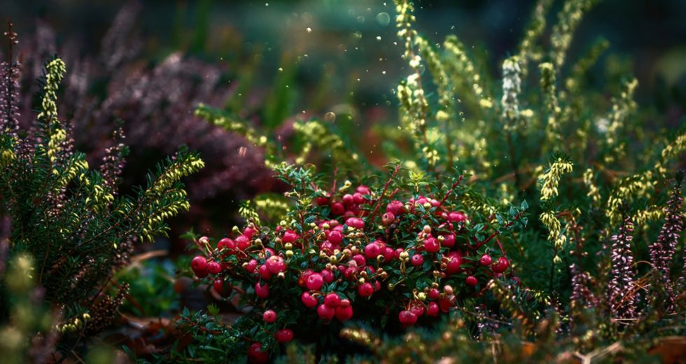 Eating Cranberries Could Overcome Dementia and Improve Memory