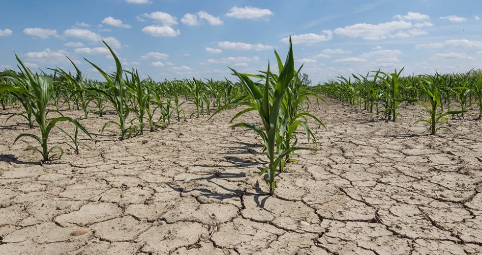 Drought May Become an Issue for the Entire Planet Due to Climate Change