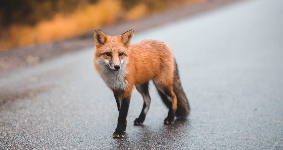 Bird Flu Confirmed In A Fox In Minneapolis