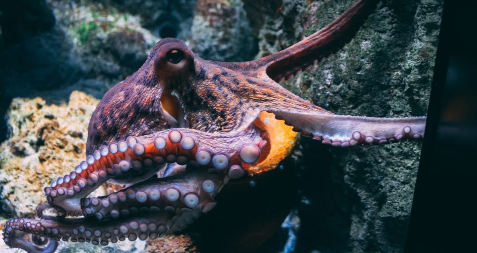 Scientists Can Now Explain Why Octopuses Eat Themselves After Mating
