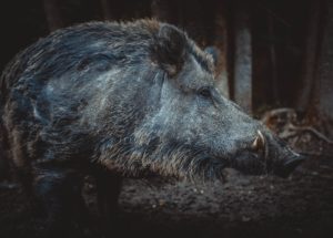 Rome Residents Establish Curfew After Wild Boars Attacked Humans