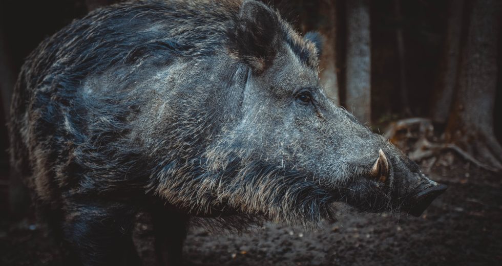 Rome Residents Establish Curfew After Wild Boars Attacked Humans