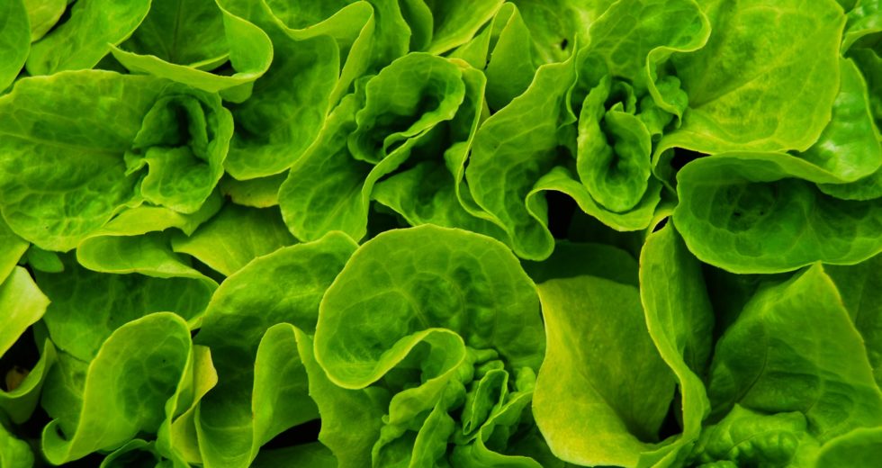 How To Slow Down Ageing by Eating The Right Foods