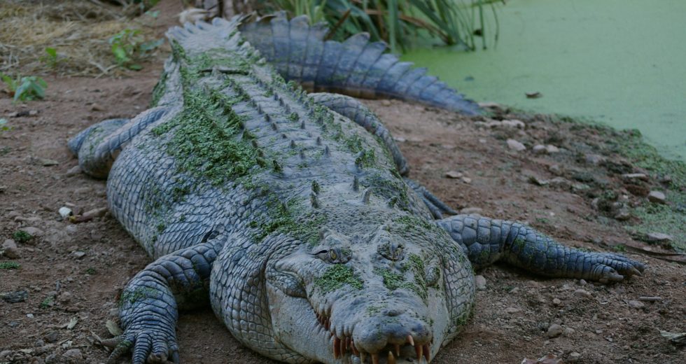 Video of Australian Getting Rid of an Aggressive Crocodile Using a Frying Pan Goes Viral
