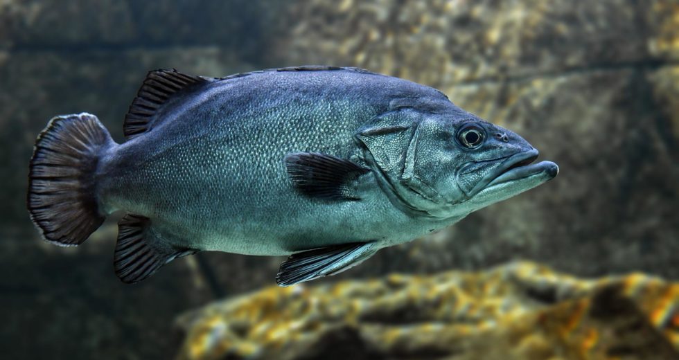 Eating Fish Could Increase Risk of Dealing With Skin Cancer, Large Study Suggests