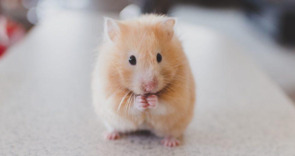 Gene Editing Experiment on Hamsters Gone Wrong