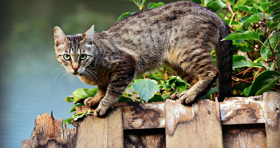 Scientific Institute Declares Cats as “Invasive Alien Species”