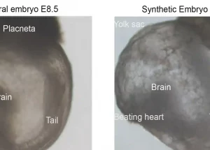 The First Synthetic Embryos Become Reality
