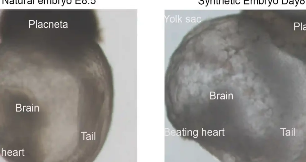 The First Synthetic Embryos Become Reality