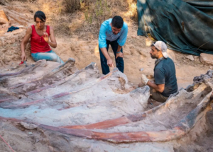 The Fossils of What Could Be the Largest Dinosaur in Europe Were Found in a Man’s Backyard