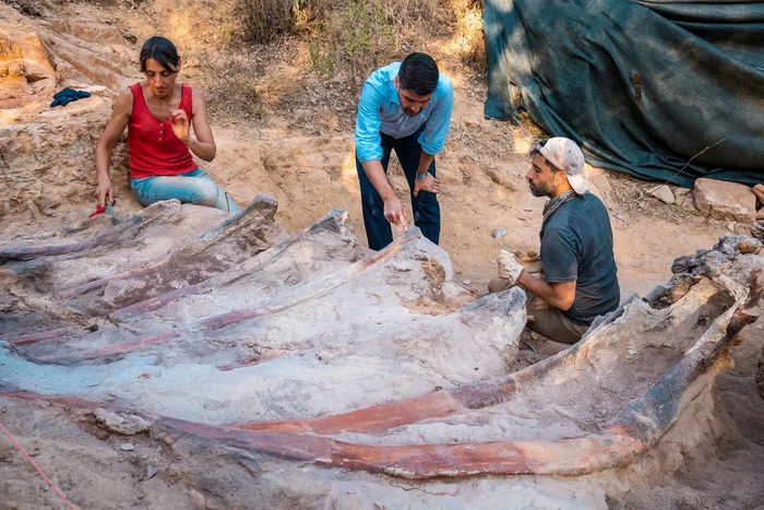 The Fossils of What Could Be the Largest Dinosaur in Europe Were Found in a Man’s Backyard