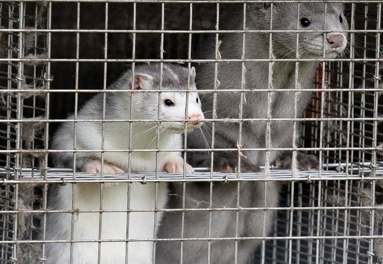 Here’s How Many Animals Have Been Infected with COVID-19!