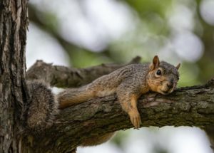 New Yorkers Shouldn’t Freak Out After Recent ‘Splooting’ of Squirrels
