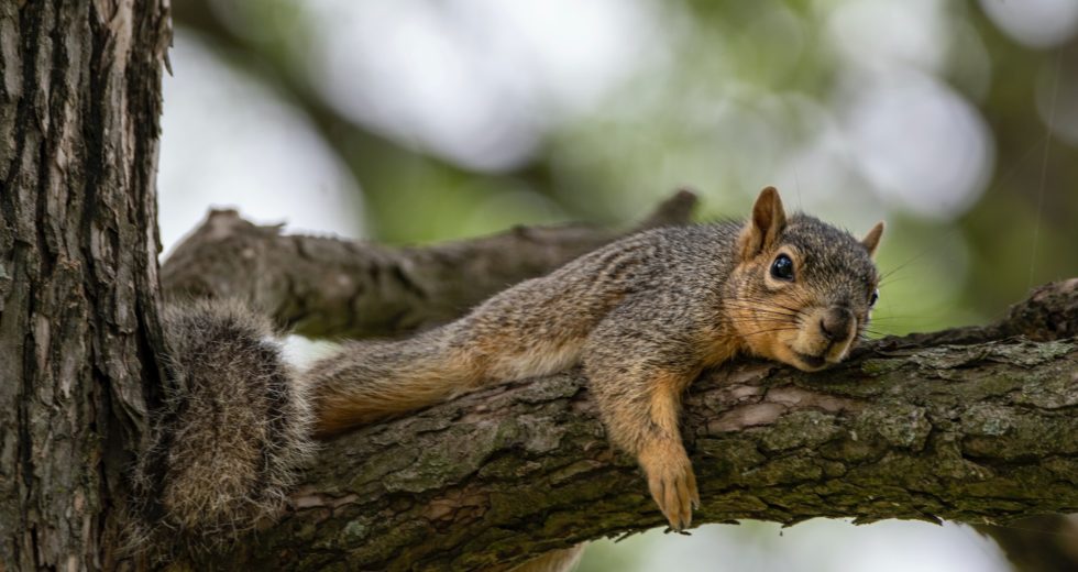 New Yorkers Shouldn’t Freak Out After Recent ‘Splooting’ of Squirrels