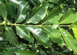 Can You Return Kratom Products If They Don’t Match The Quality Standards?
