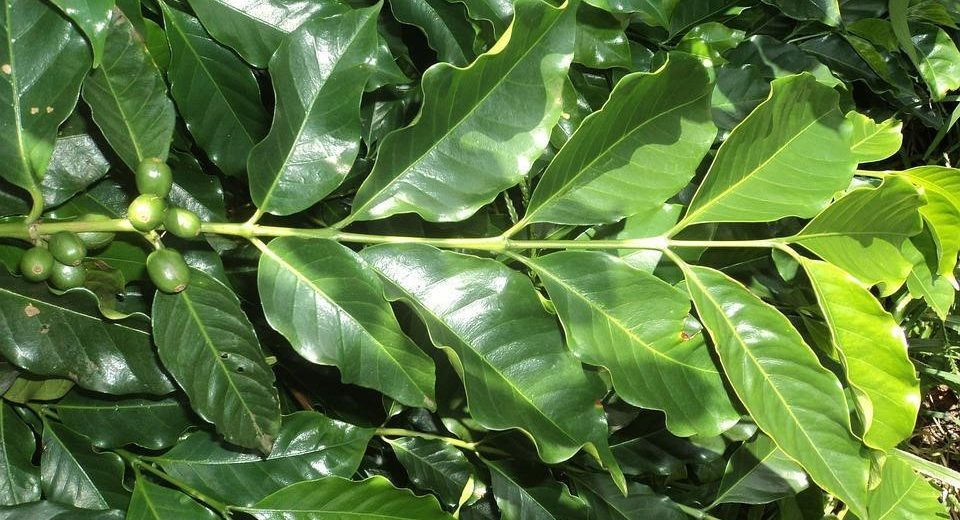 Can You Return Kratom Products If They Don’t Match The Quality Standards?