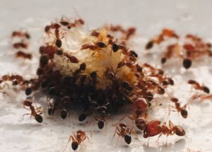 Scientists Reveal the Mind-Boggling Number of Ants That Exist on Earth