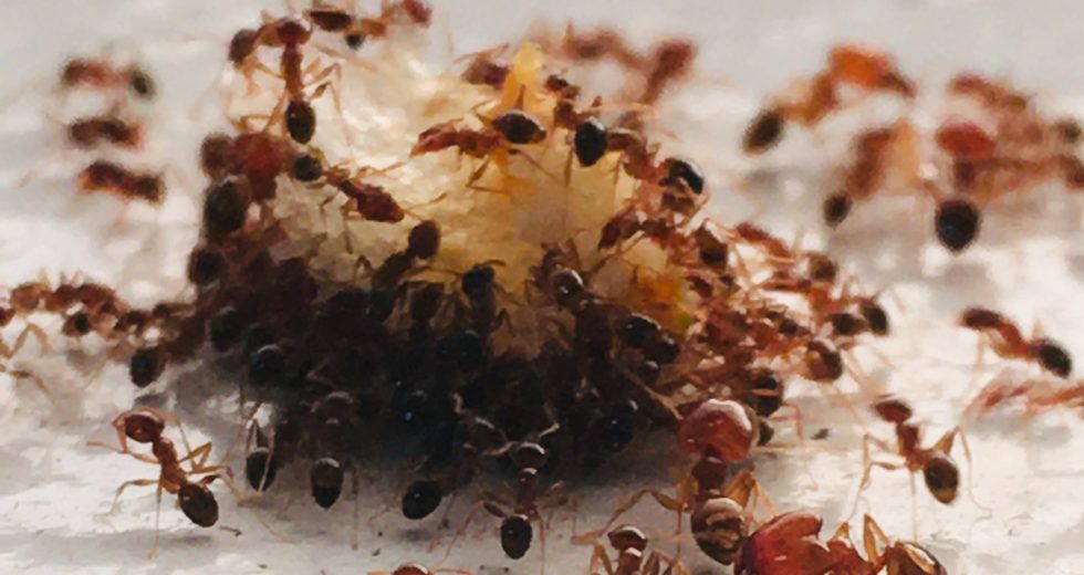 Scientists Reveal the Mind-Boggling Number of Ants That Exist on Earth