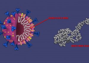 Promising New Treatment for Cancer Could Also Fight COVID-19!