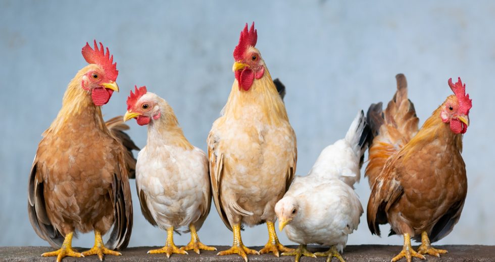 Bird Flu Outbreak Causes 3 Million Chickens to Be Euthanized in Ohio