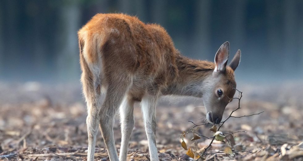 Creepy “Zombie Deer” Disease More and More Common in Ohio and the Midwest